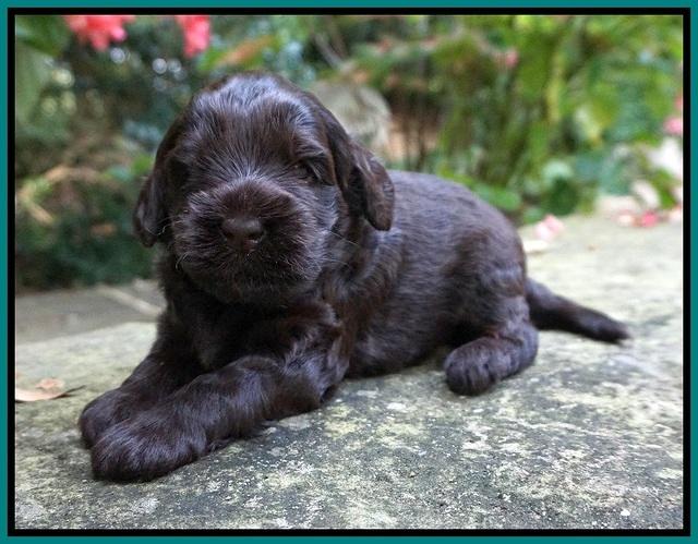 Ivory Champ pups 3 wks old 81