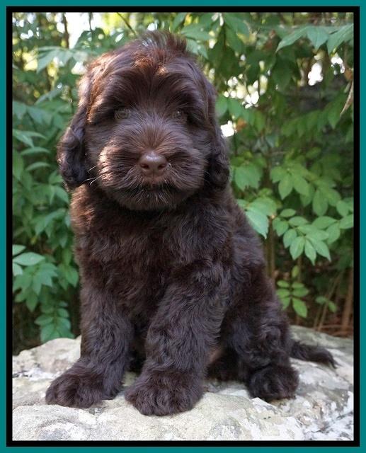 Ivory Champ pups 8 wk old 101