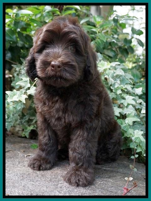 Ivory Champ pups 8 wk old 121