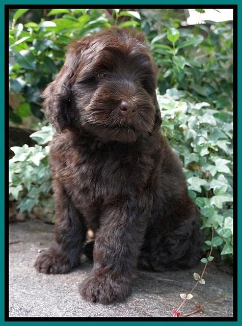 Ivory Champ pups 8 wk old 131
