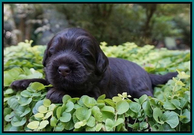 Ivory Champion pups 2 wks old 91