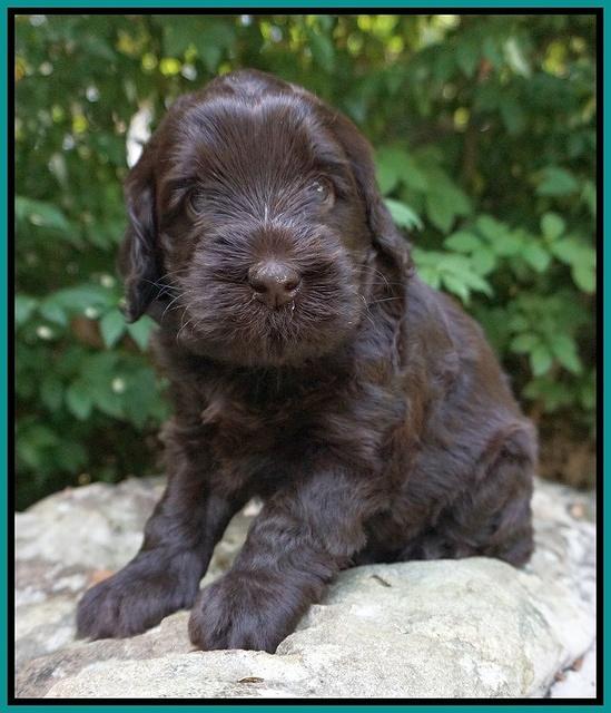 Ivory Champion pups 4 wks old 101