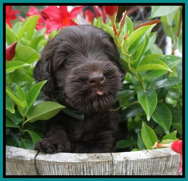 Ivory Champion pups 5 wks old 141