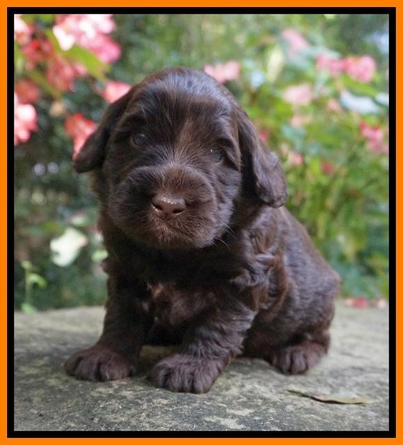 Ivory Champ pups 3 wks old 111