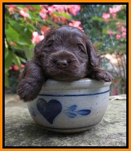 Ivory Champ pups 3 wks old 121