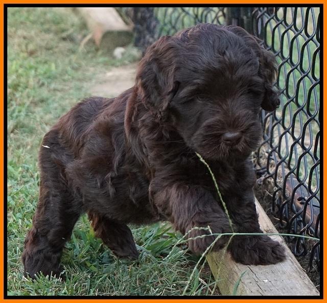 Ivory Champ pups 6 wks old 141