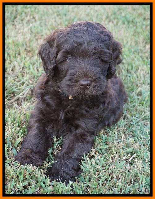 Ivory Champ pups 6 wks old 151