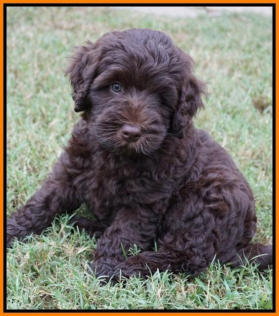 Ivory Champ pups 7 wks old151
