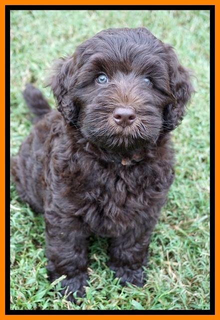 Ivory Champ pups 7 wks old171