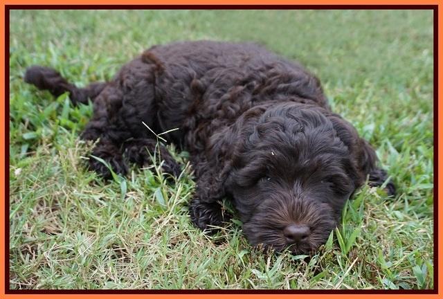 Ivory Champ pups 7 wks old181