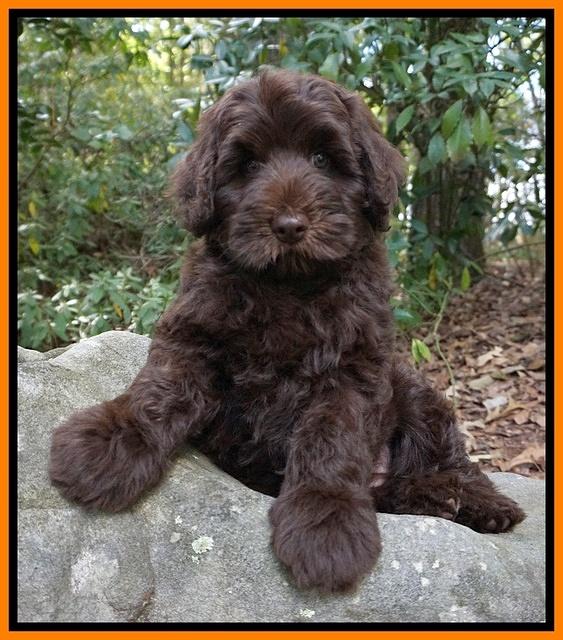 Ivory Champ pups 8 wk old 211