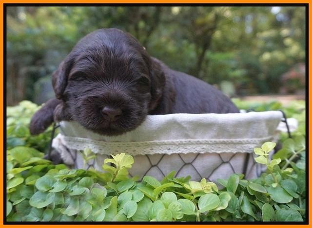 Ivory Champion pups 2 wks old 101