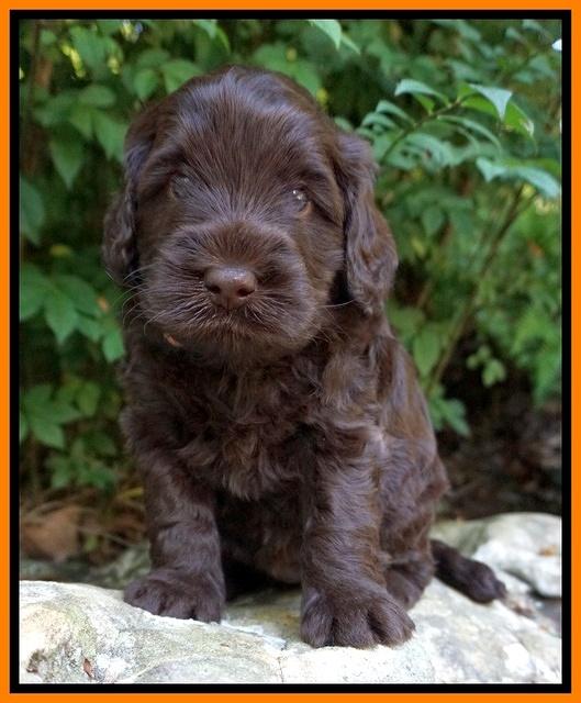 Ivory Champion pups 4 wks old 141