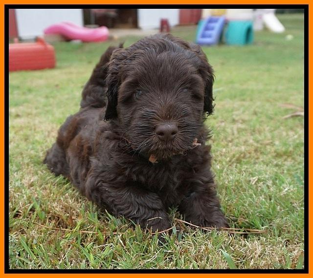 Ivory Champion pups 5 wks old 191