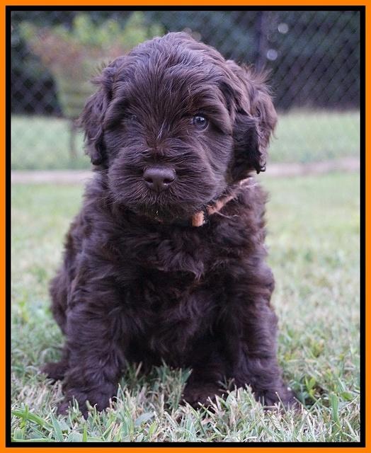 Ivory Champion pups 5 wks old 201