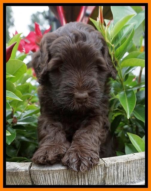 Ivory Champion pups 5 wks old 221
