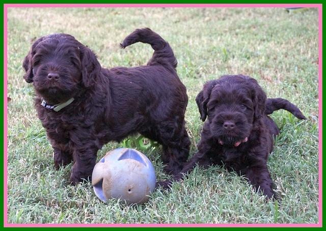 Ivory Champion pups 5 wks old 231