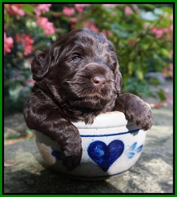 Ivory Champ pups 3 wks old 141