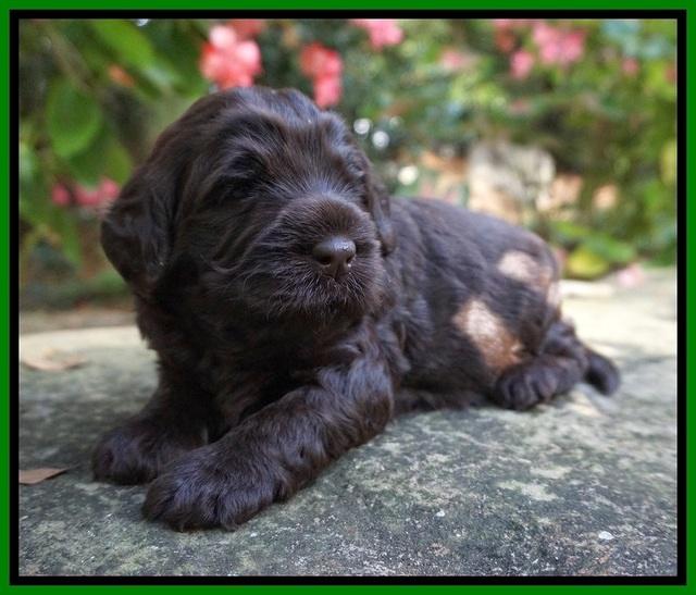 Ivory Champ pups 3 wks old 151