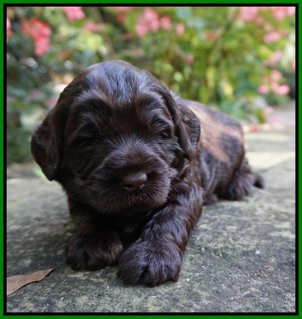 Ivory Champ pups 3 wks old 161