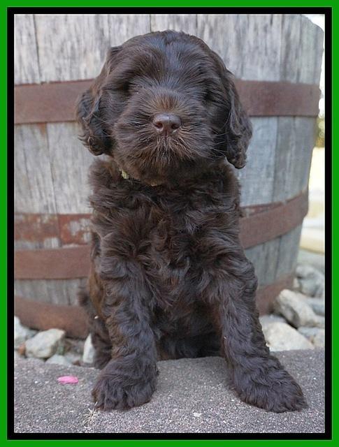 Ivory Champ pups 6 wks old 191