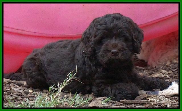 Ivory Champ pups 7 wks old241