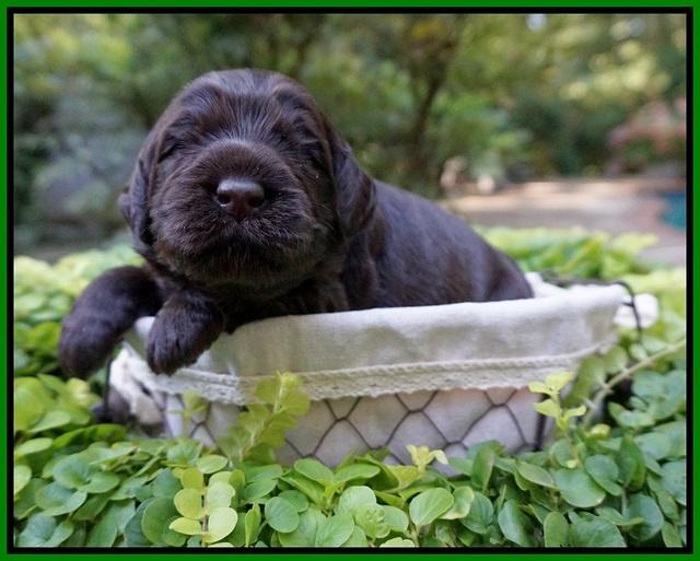 Ivory Champion pups 2 wks old 131