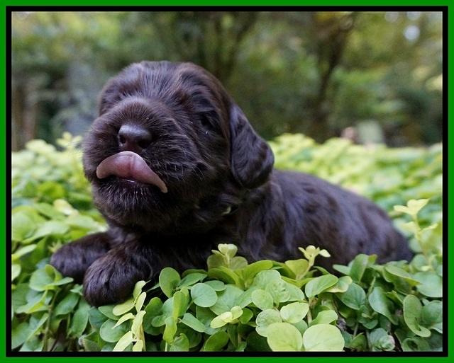 Ivory Champion pups 2 wks old 141