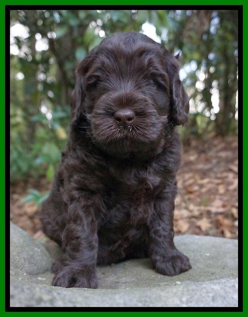 Ivory Champion pups 4 wks old 161