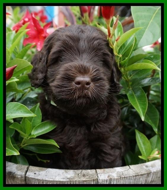 Ivory Champion pups 5 wks old 251