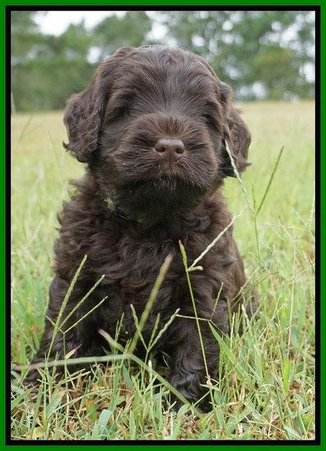 Ivory Champion pups 5 wks old 301