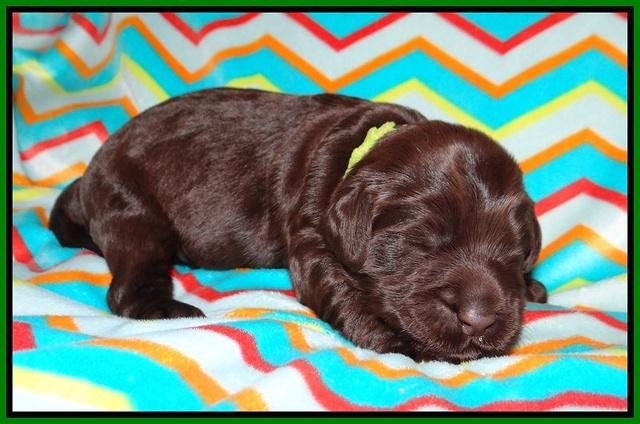 Ivory Chmapion pups 1 week old 141