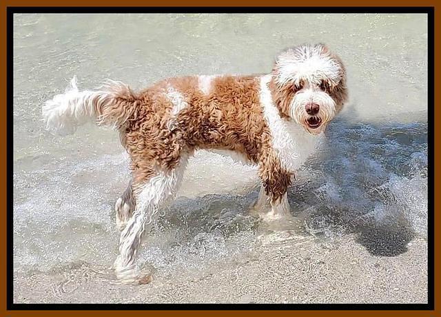 Dansby at the beech!