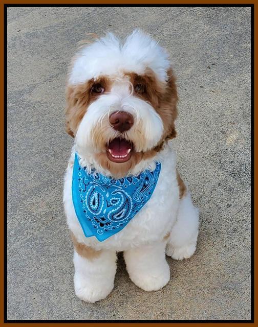Dansby groomed