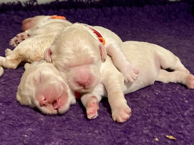 Ivory Dansby pups 1 wk old 11