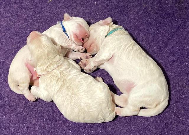 Ivory Dansby pups 1 wk old 31