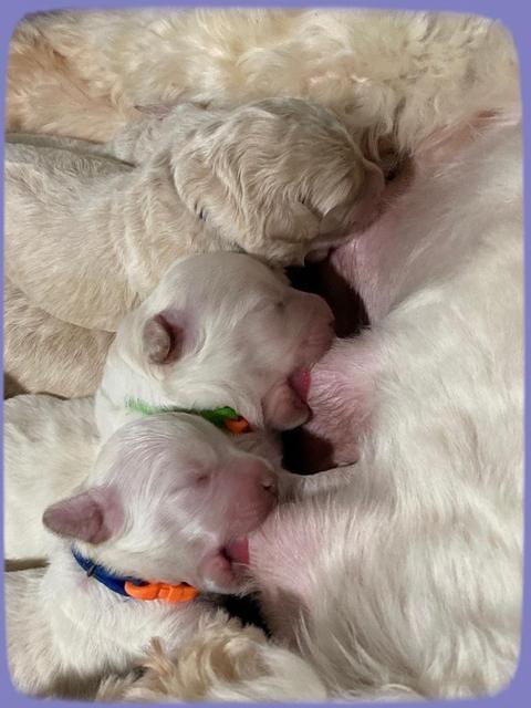 Ivory Dansby pups 1 wk old 41