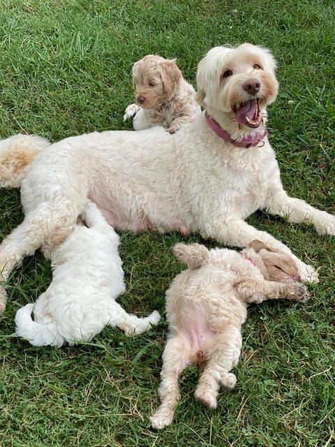 Ivory Dansby pups 6 wks old 4150