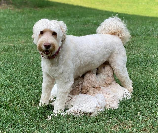 Ivory Dansby pups 6 wks old 5150