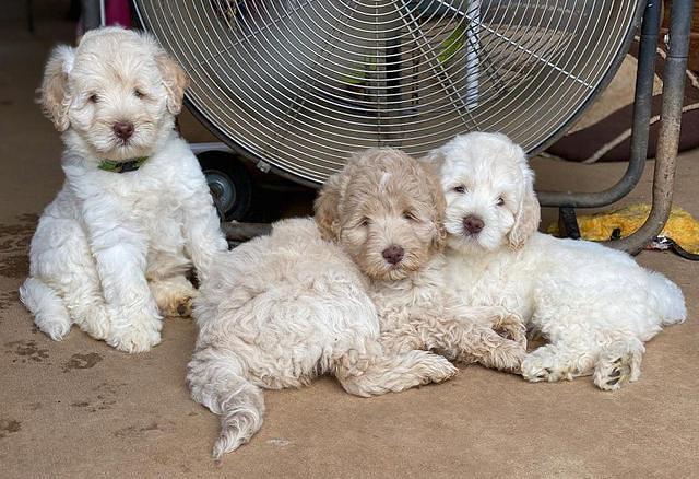 Ivory Dansby pups 7 wks old 341