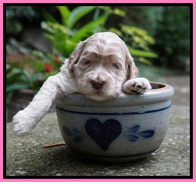 Ivory Dansby pups 3 wks old 51