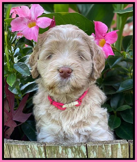 Ivory Dansby pups 5 wks old 61