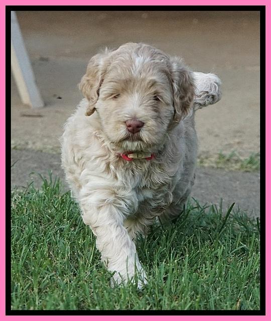 Ivory Dansby pups 5 wks old 81