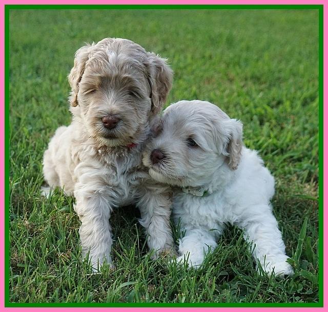 Ivory Dansby pups 5 wks old 91