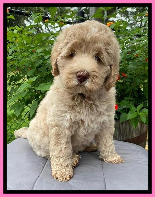 Ivory Dansby pups 7 wks old 91