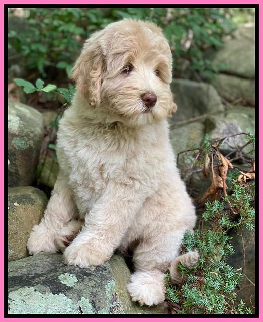 Ivory Dansby pups 8 wks old 11000