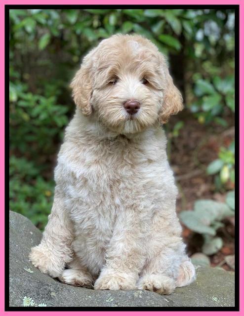 Ivory Dansby pups 8 wks old 51000