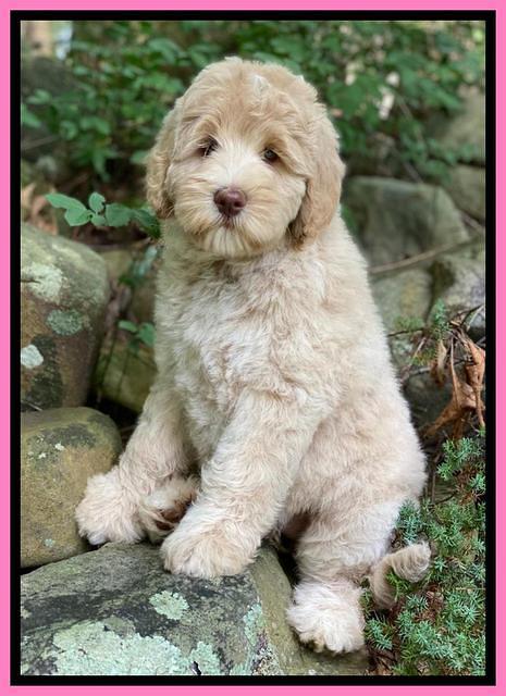 Ivory Dansby pups 8 wks old 61000