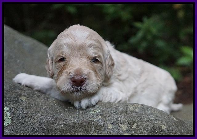 Ivory Dansby pups 2 wk old 81
