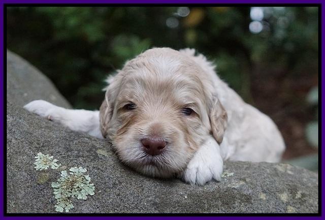 Ivory Dansby pups 2 wk old 91